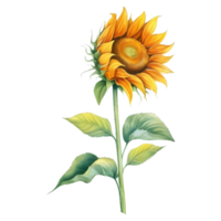 zonnebloem waterverf illustratie png