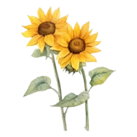 girasol acuarela ilustración png