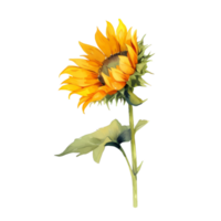 sunflower watercolor illustration png