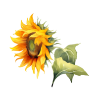 girasol acuarela ilustración png