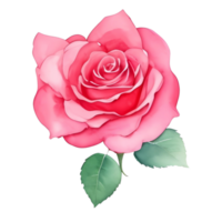 Rose aquarelle éléments. rose fleur bourgeons. floral romantique mariage décor png