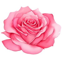 Rose Aquarell Elemente. Rosa Blume Knospen. Blumen- romantisch Hochzeit Dekor png