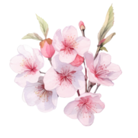 körsbär blomma vattenfärg png