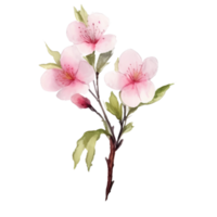 aquarela flor de cerejeira png
