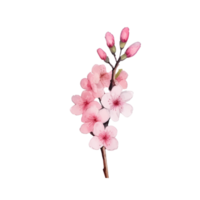 Cherry blossom watercolor png