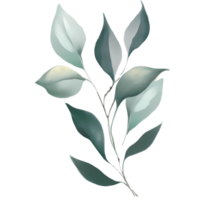 eucalyptus leaves watercolor hand drawn white background png