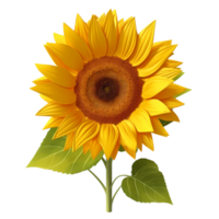 sunflower  illustration png