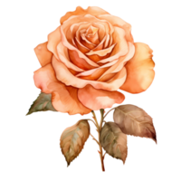 Rose Gold Blume Illustration png