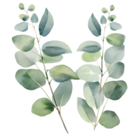 eucalyptus leaves watercolor hand drawn white background png