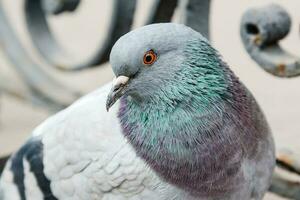 portrait of a beautiful dove photo