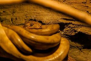 serpiente arrollado dentro un pelota foto