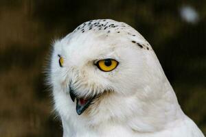 beautiful white owl with yellow eyes and beak photo