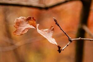 hermosas hojas de otoño en una rama foto