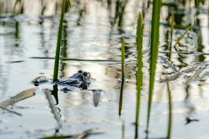 the frog sails on the pond photo