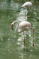 beautiful pink flamingos with beak and loose wings photo