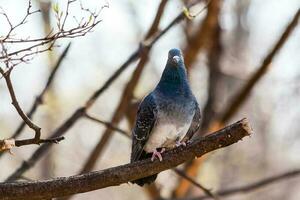 Pigeon sits on a branch photo