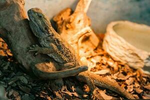 The bearded agama sits on a snag photo