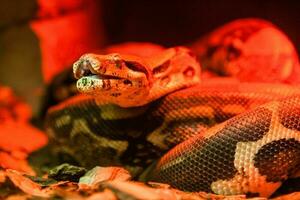 Snake python close-up under red light photo