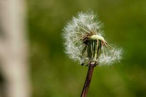 Beautiful dandelions on a green background photo