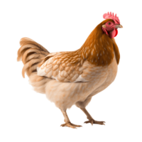 White-red chicken isolated on the background. Generative AI png