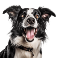 Porter of happy black and white border collie breed dog isolated on the background. Generative AI. png