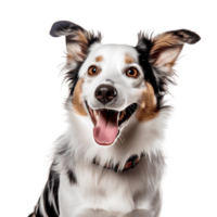 Porter of happy border collie breed dog isolated on the background. Generative AI. png