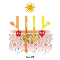 UVA and UVB rays penetrate into the skin, PA block UVA rays and SPF block UVB ray vector on white background. Protection grade of UVA, sun protection factor. Skin care and beauty concept illustration.