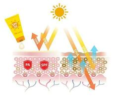 Sunscreen with PA and SPF block UVA and UVB rays vector on white background. Comparison of skin layer with sunscreen and without sunscreen. Skin care and beauty concept illustration.