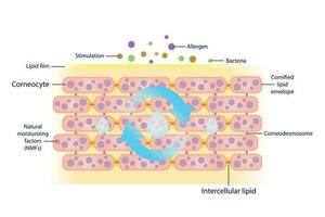 The mechanism of natural moisturizing corneocyte for skin hydration vector on white background. Healthy sebum barrier protect skin from stimulation, allergen and bacteria to get in easier.