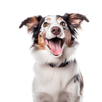 Porter of happy border collie breed dog isolated on the background. Generative AI. png