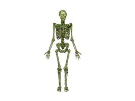 humano esqueleto verde sin antecedentes 3d ilustración ai generado png