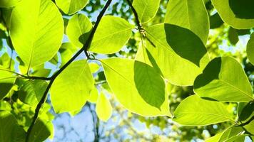 Sonne Strahlen Sprengung durch Blätter schwankend im Wind. video