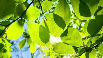 Soleil des rayons éclatement par feuilles balancement dans vent. video