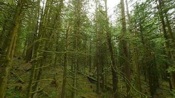 lisse vol entre le des arbres proche à branches dans une fabuleux printemps forêt video