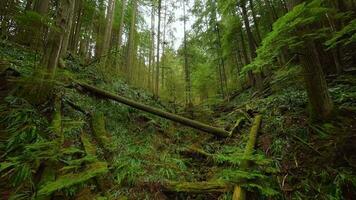 Smooth flight between the trees close to branches in a fabulous spring forest video