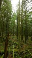 lisse vol entre le des arbres proche à branches dans une fabuleux printemps forêt video