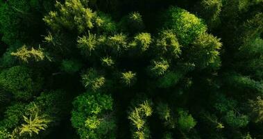 Top down view of the coniferous forest. Camera rises and spins video