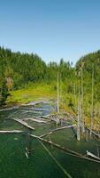 Vertical video. Aerial landscape of hidden lake in the forest in sunny day video