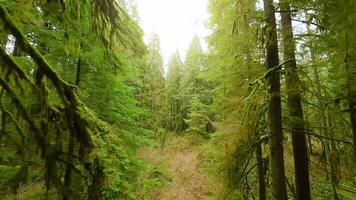 Smooth flight between the trees close to branches in a fabulous spring forest video