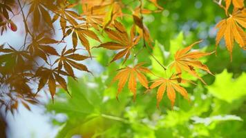 Fresh foliage of leafy birch tree on sky background swaying in the wind. video