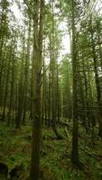 lisse vol entre le des arbres proche à branches dans une fabuleux printemps forêt video