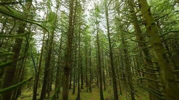 Smooth flight between the trees close to branches in a fabulous spring forest video