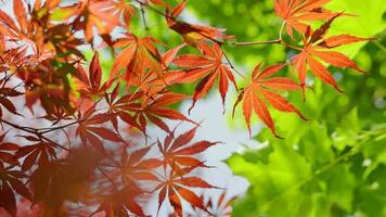 Fresh foliage of leafy birch tree on sky background swaying in the wind. video