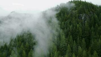 Aerial view of beautiful mountain landscape. Fog rises over the mountain slopes video