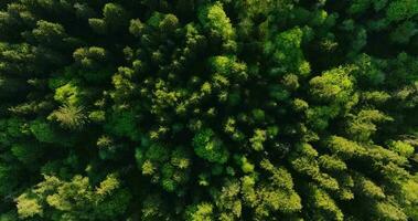 oben Nieder Aussicht von das Nadelbaum Wald. Kamera sinkt ab und dreht sich video