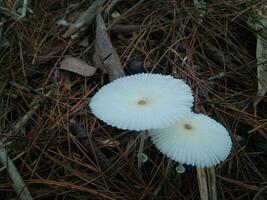 encantador susurros de el bosque piso, explorador el Marfil mundo maravilloso de blanco hongos foto