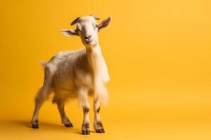 A potrait of cute animal goat with large empty background photo