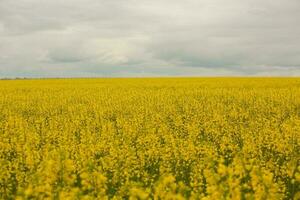 Rapeseed field with yellow. canola field in bloom in spring. Plant for green energy. Biofuel produced from rapeseed photo