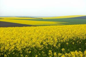 colza campo con amarillo. canola campo en floración en primavera. planta para verde energía. biocombustible producido desde colza foto