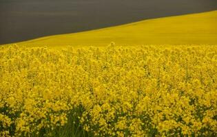colza campo con amarillo. canola campo en floración en primavera. planta para verde energía. biocombustible producido desde colza foto